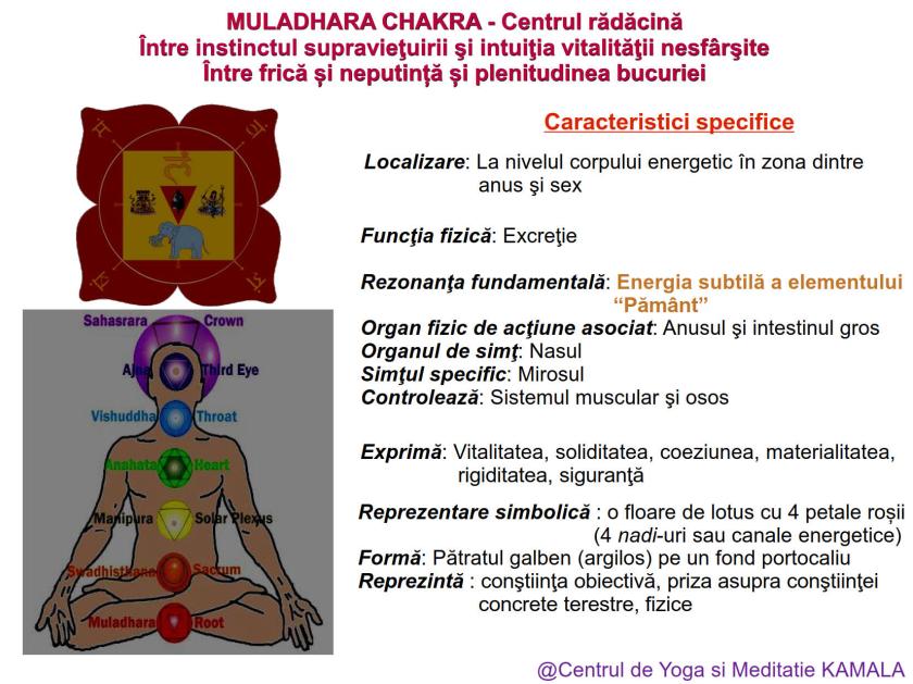 1.MULADHARA CHAKRA bun_1