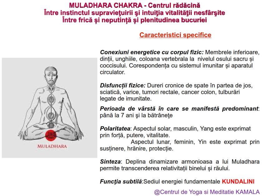 1.MULADHARA CHAKRA bun_3