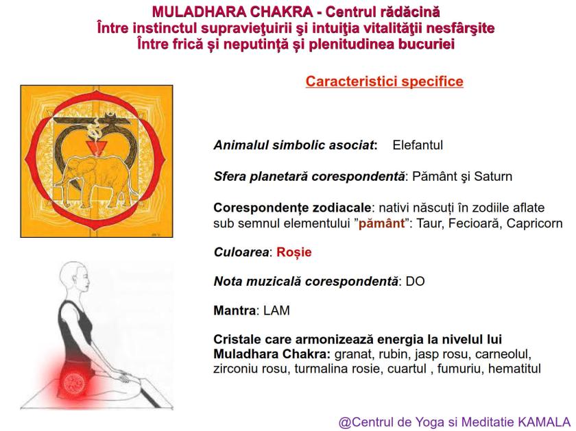 1.MULADHARA CHAKRA bun_6